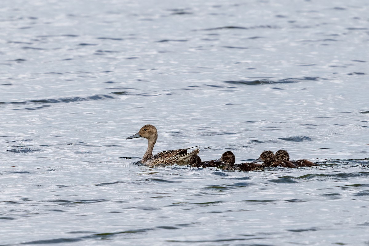 ostralka štíhlá - ML638199287