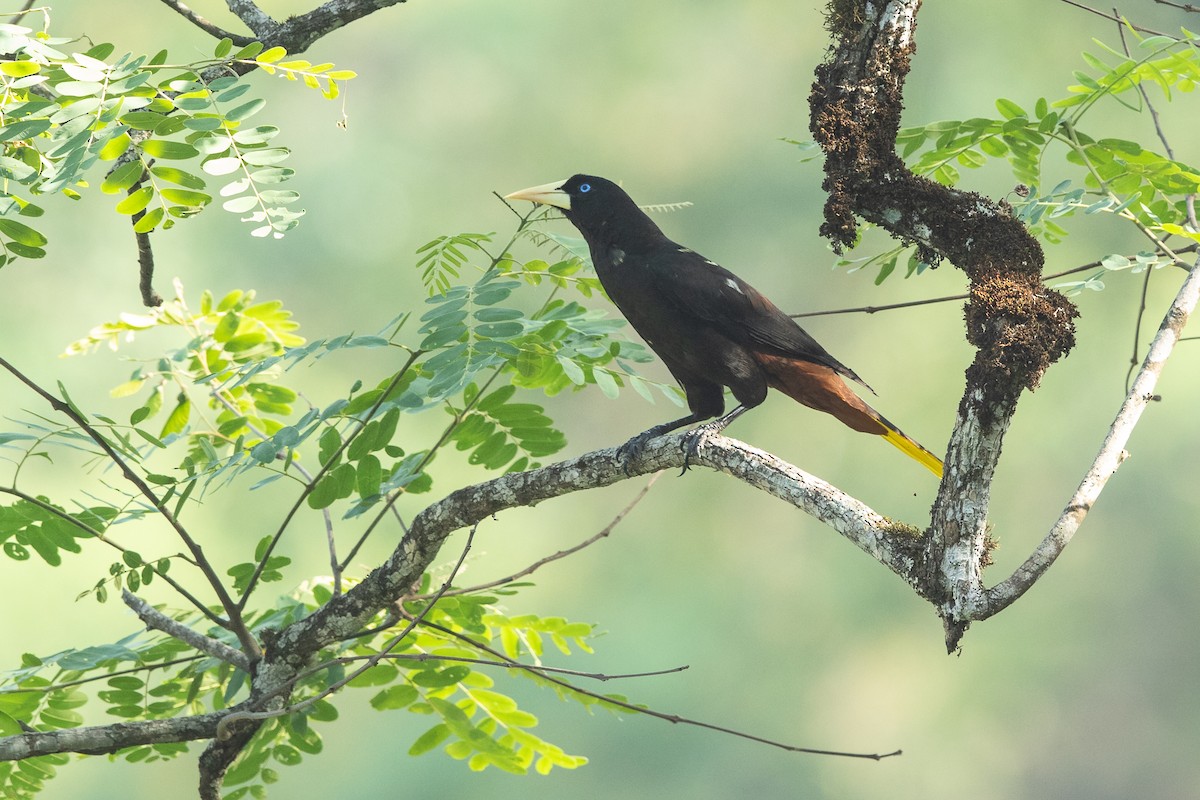 Crested Oropendola - ML638199326