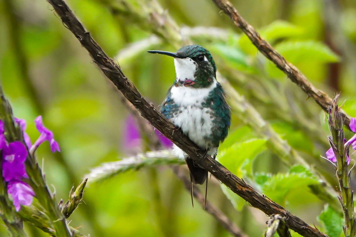 White-bellied Woodstar - ML638199343