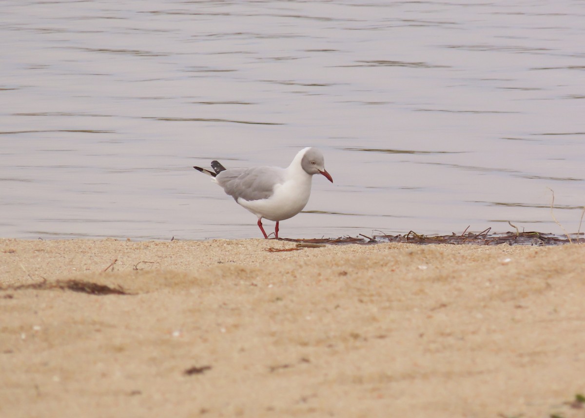 Gray-hooded Gull - ML638199344