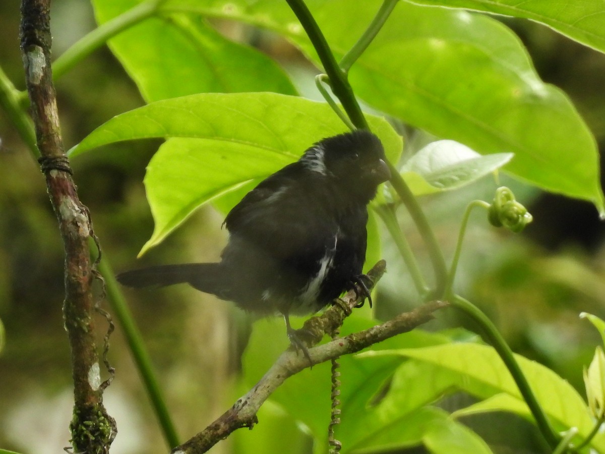 Variable Seedeater - ML638199396
