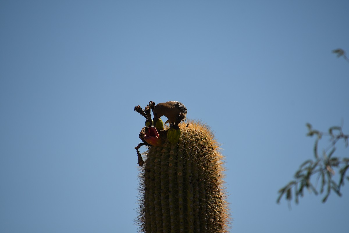 Gila Woodpecker - ML638199413