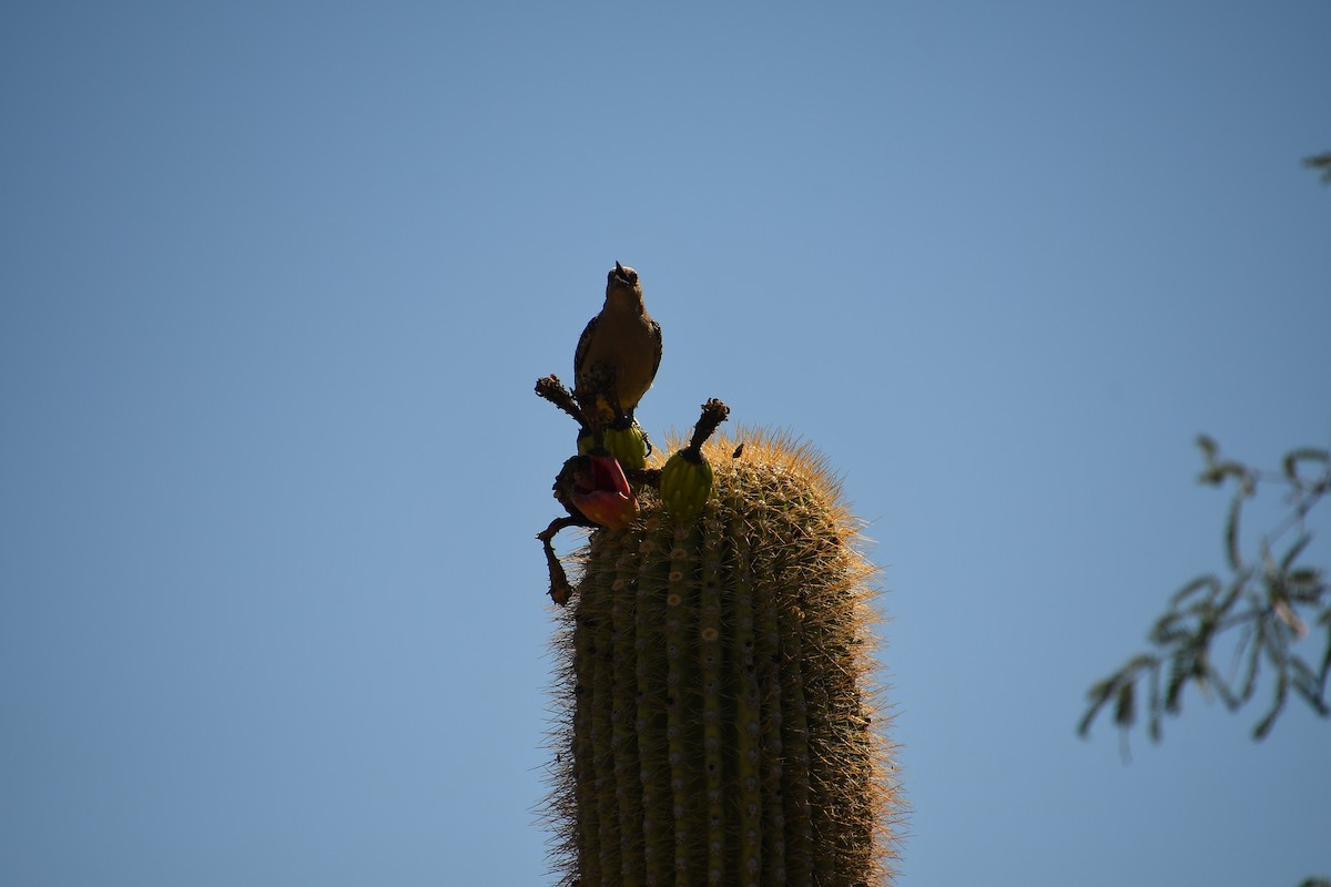 Gila Woodpecker - ML638199414