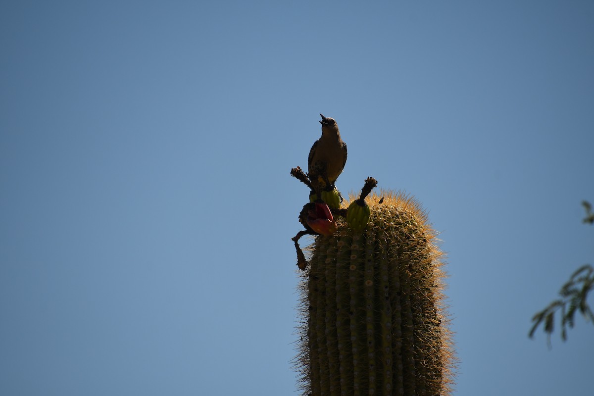 Gila Woodpecker - ML638199415