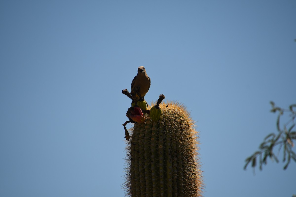 Gila Woodpecker - ML638199416