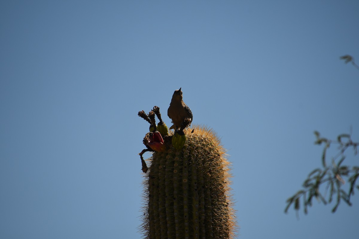 Gila Woodpecker - ML638199421
