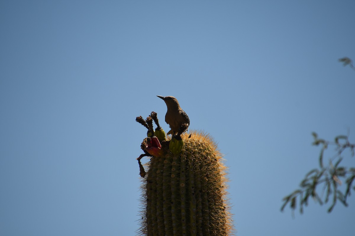 Gila Woodpecker - ML638199422