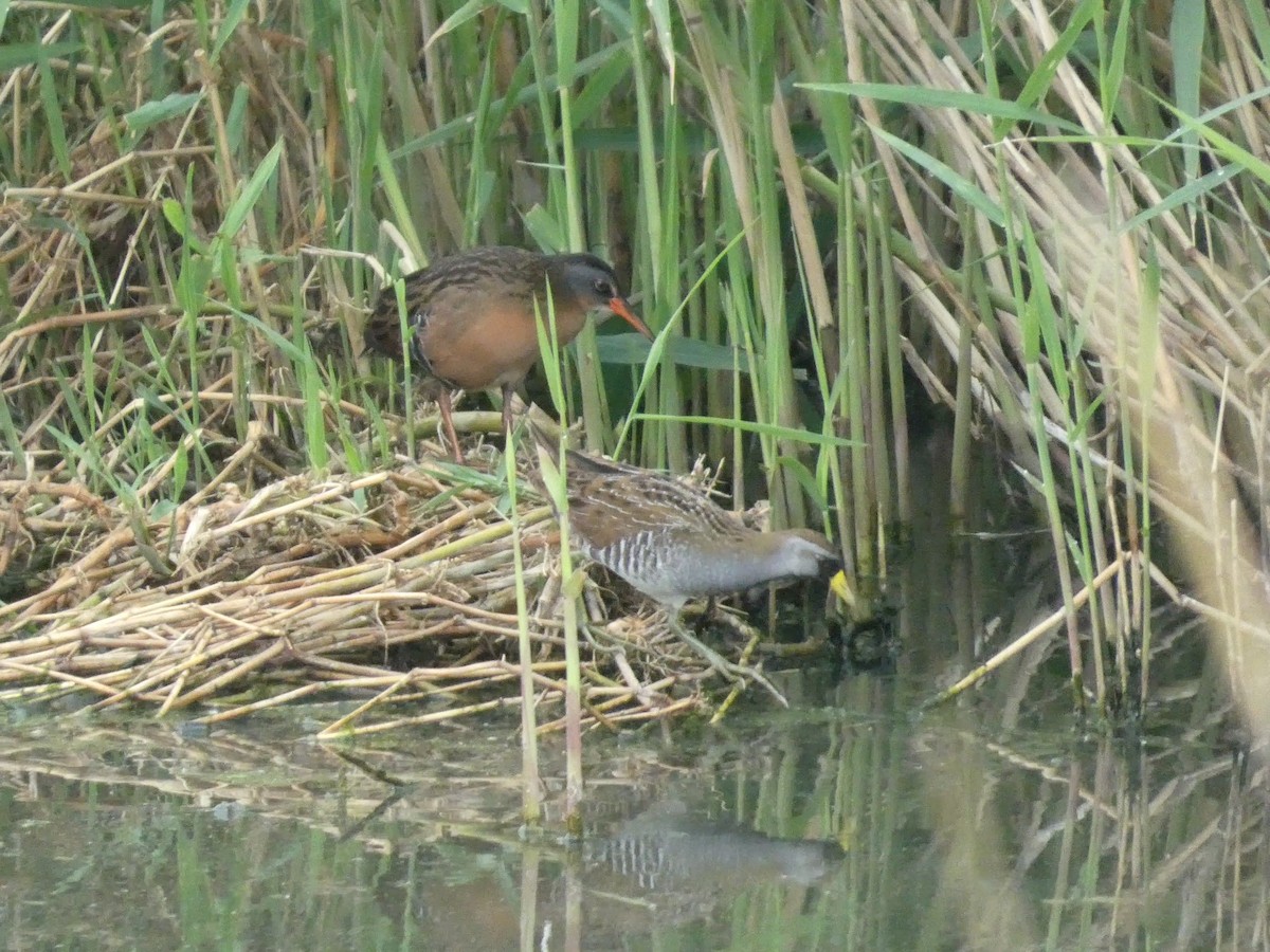 Virginia Rail - ML638199466