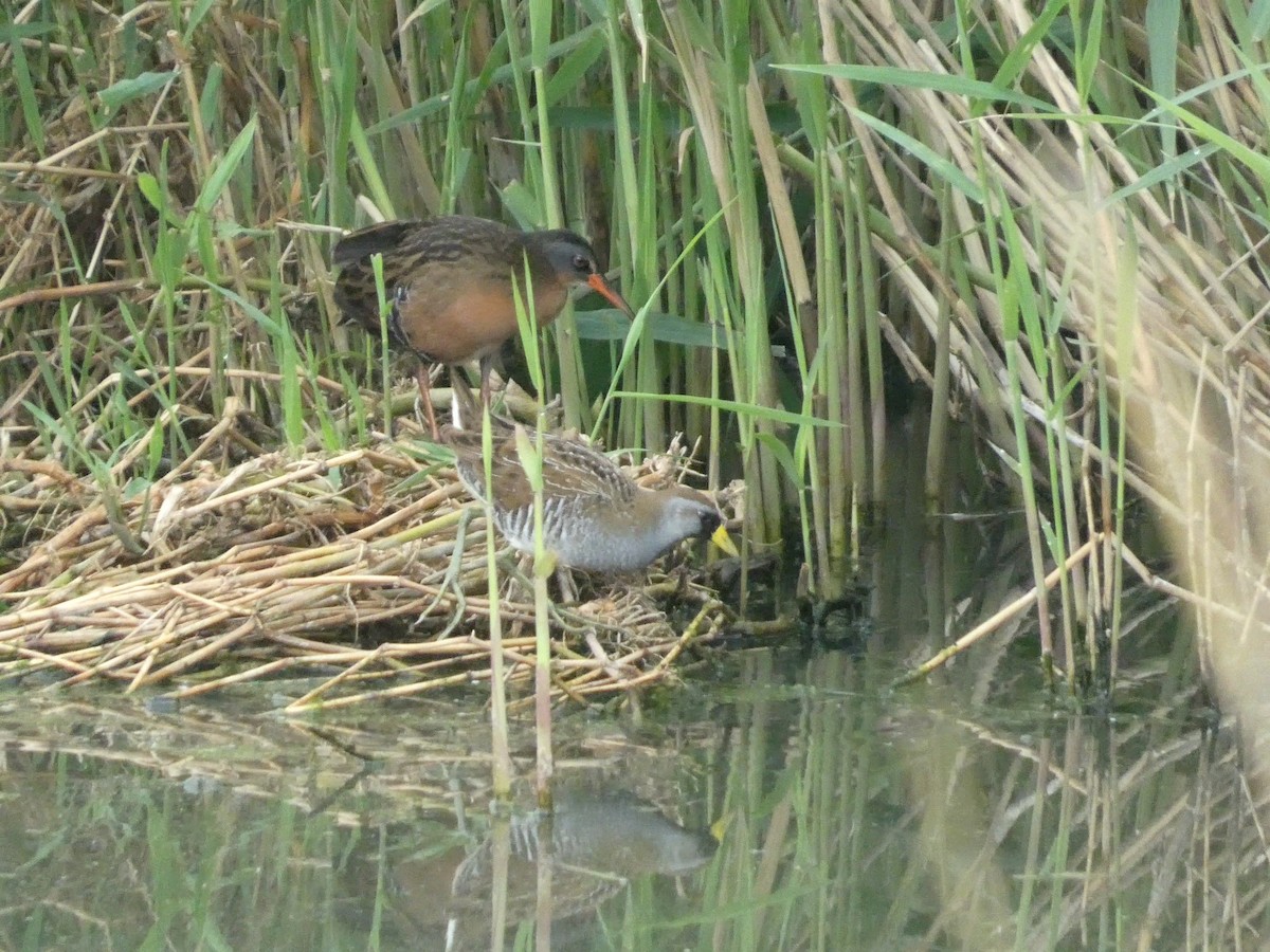 Virginia Rail - ML638199467