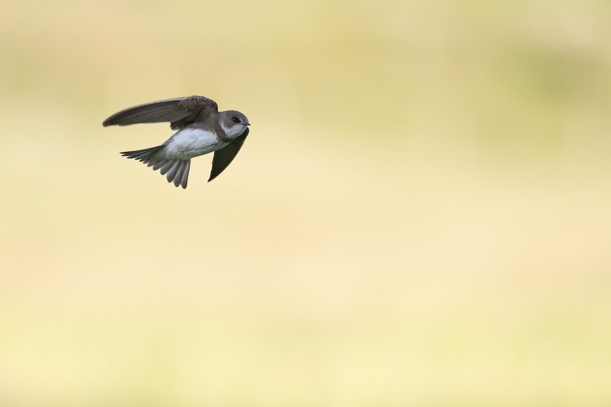 Эргийн хараацай - ML638199468