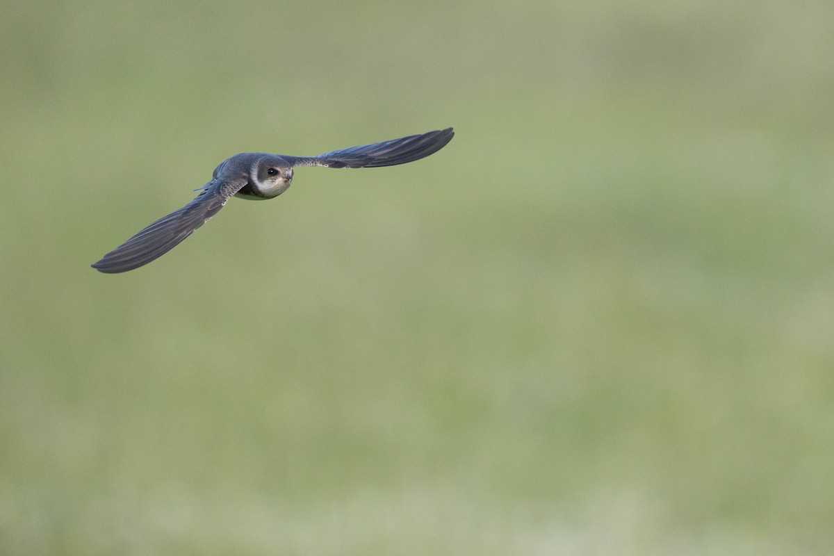 Эргийн хараацай - ML638199469