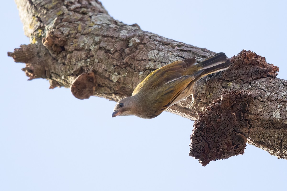 Lesser Honeyguide - ML638199470