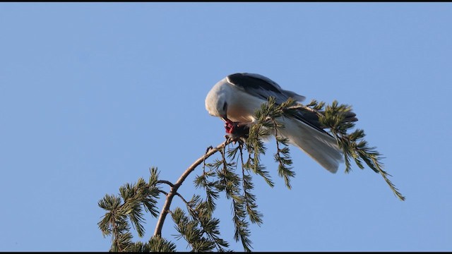 White-tailed Kite - ML638199473