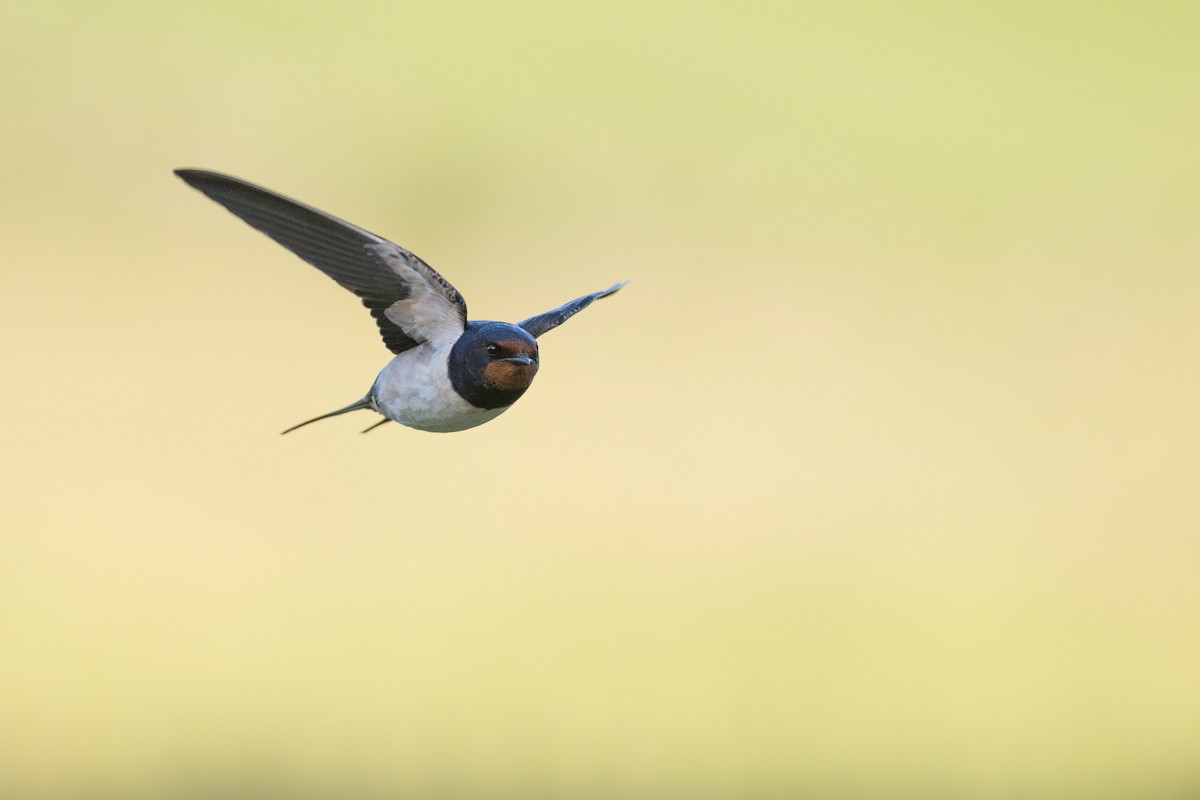 Barn Swallow (White-bellied) - ML638199479
