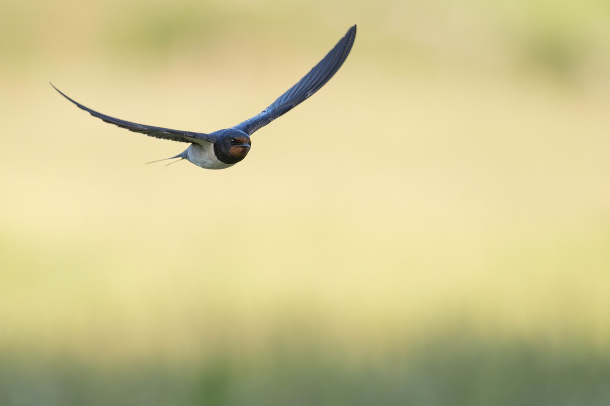 Barn Swallow (White-bellied) - ML638199481