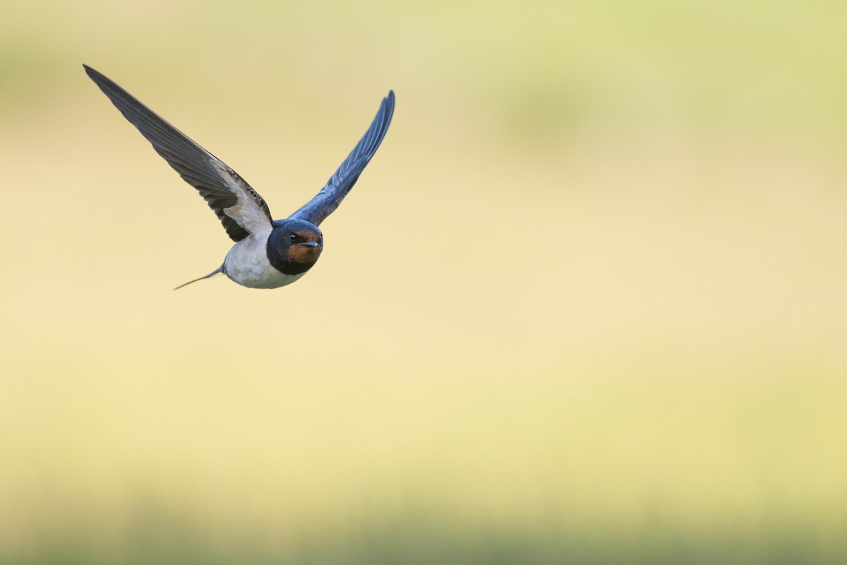 Barn Swallow (White-bellied) - ML638199482