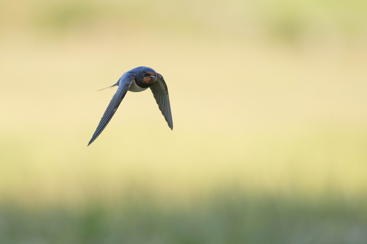 Barn Swallow (White-bellied) - ML638199483