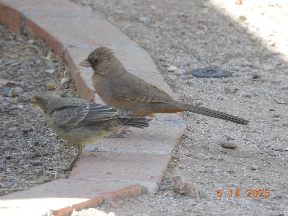 Abert's Towhee - ML638199587
