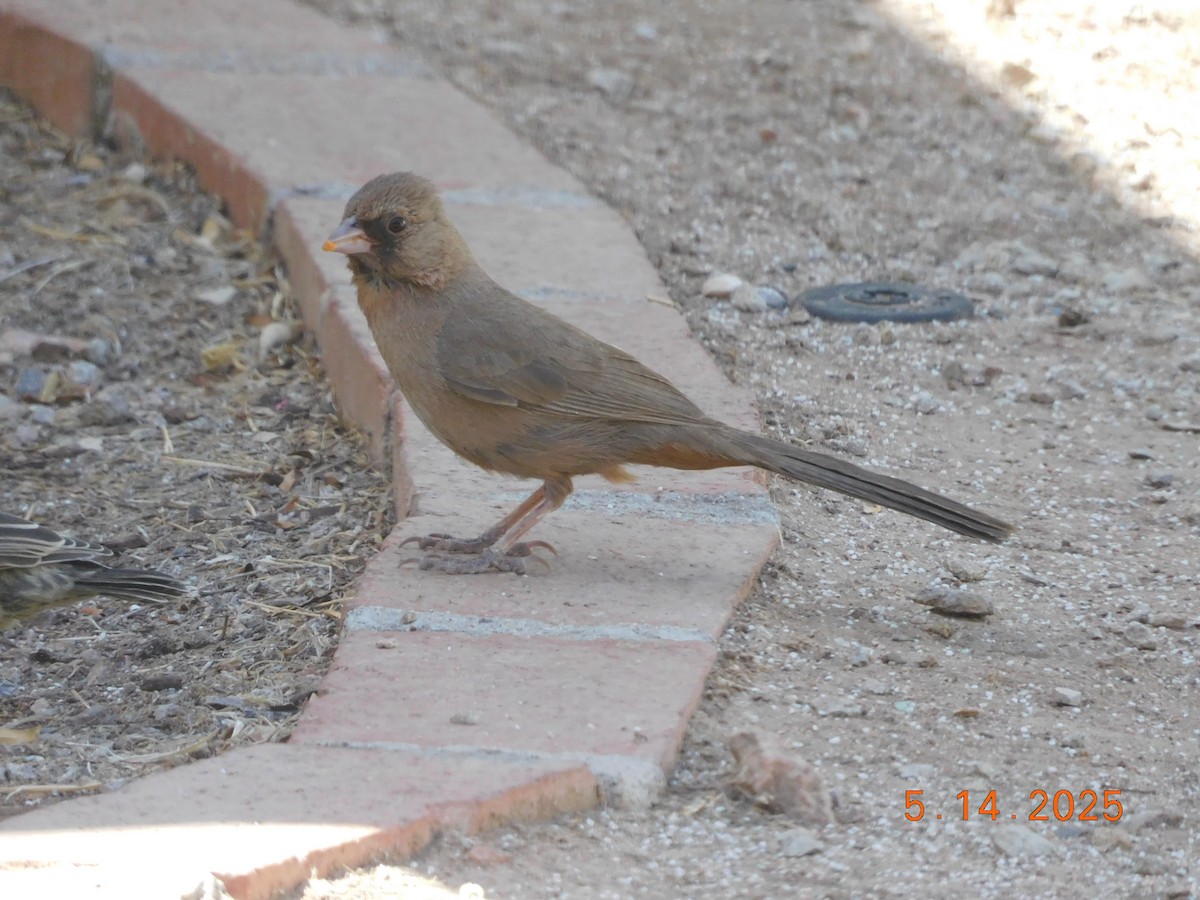 Abert's Towhee - ML638199588