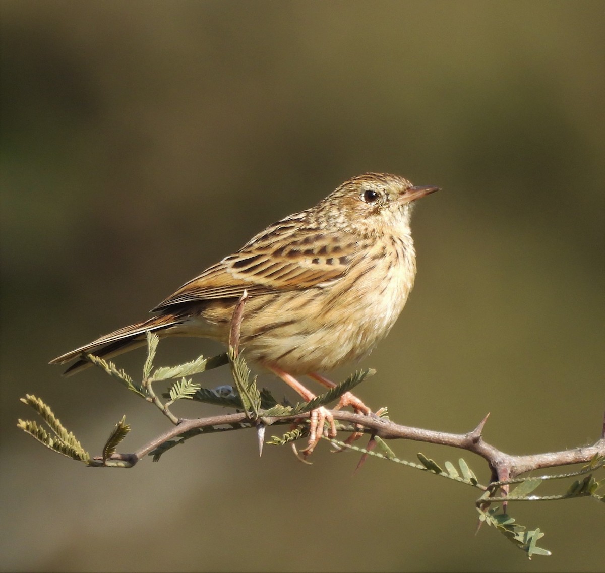 Hellmayr's Pipit - ML638199619