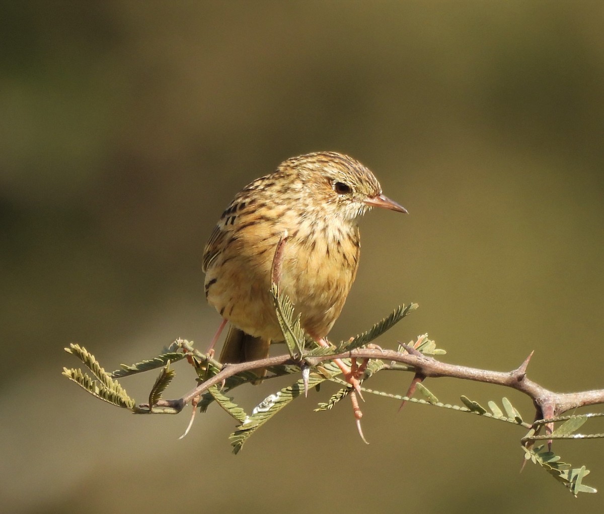 Hellmayr's Pipit - ML638199620