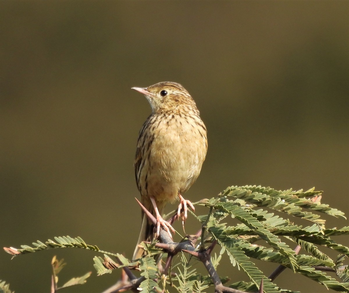 Hellmayr's Pipit - ML638199622