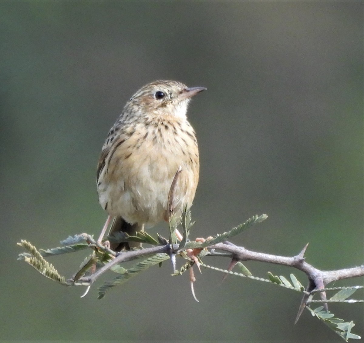 Hellmayr's Pipit - ML638199624
