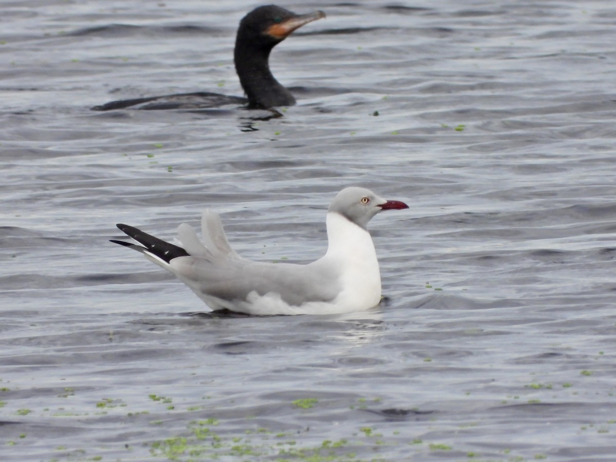 Gray-hooded Gull - ML638199626