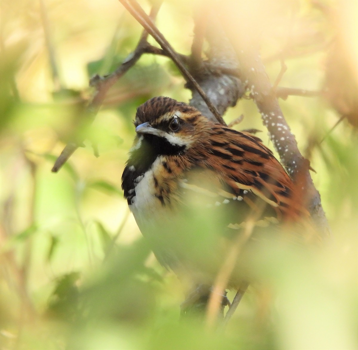Stripe-backed Antbird - ML638199639