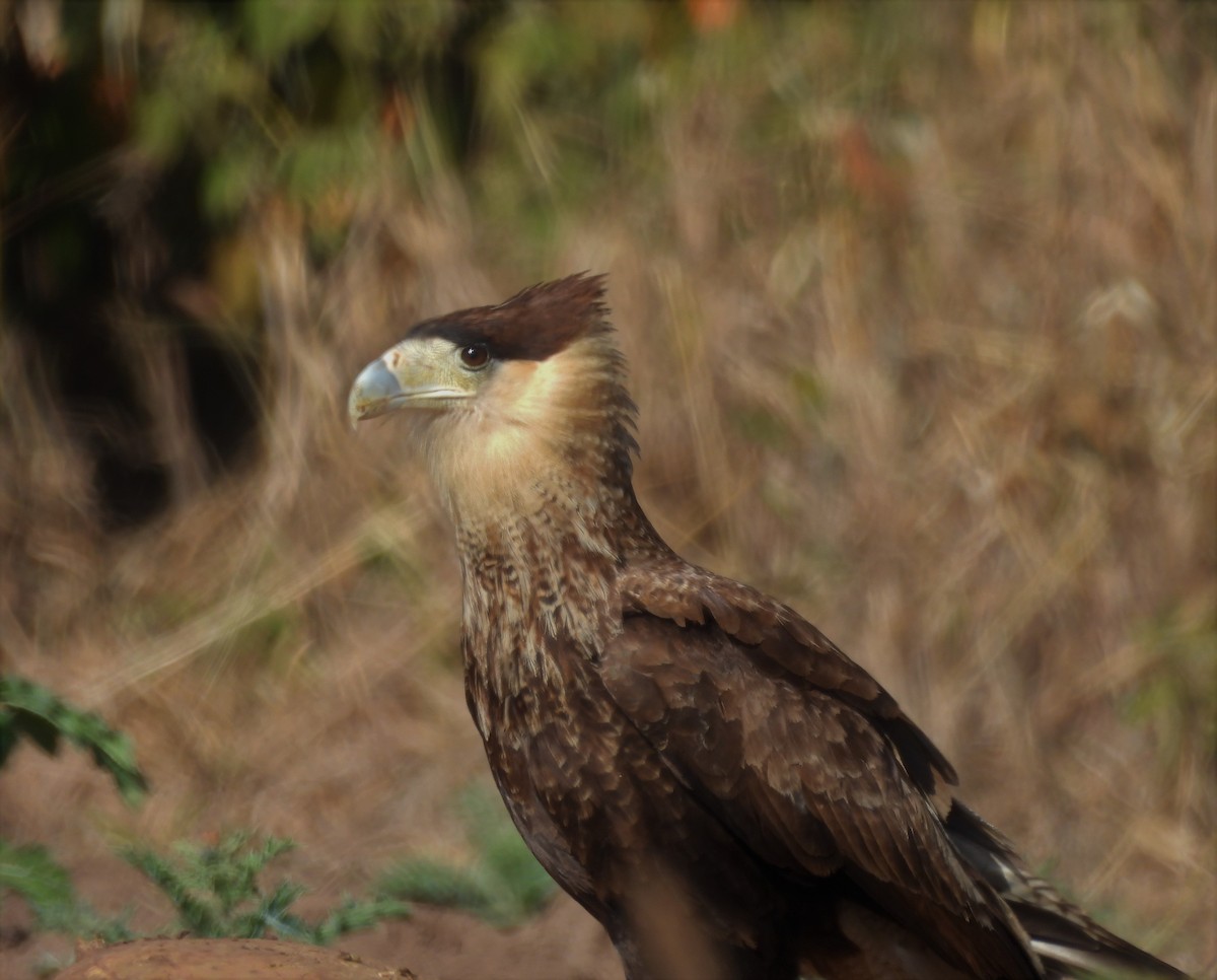 Crested Caracara (Southern) - ML638199649