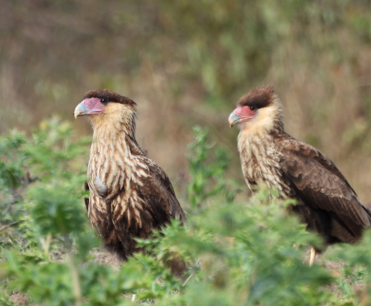 Crested Caracara (Southern) - ML638199651
