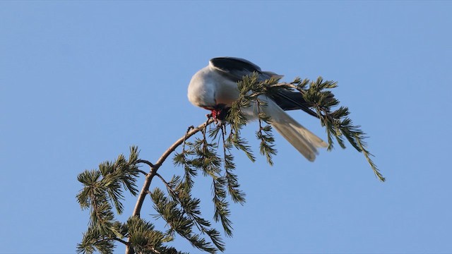 White-tailed Kite - ML638199660