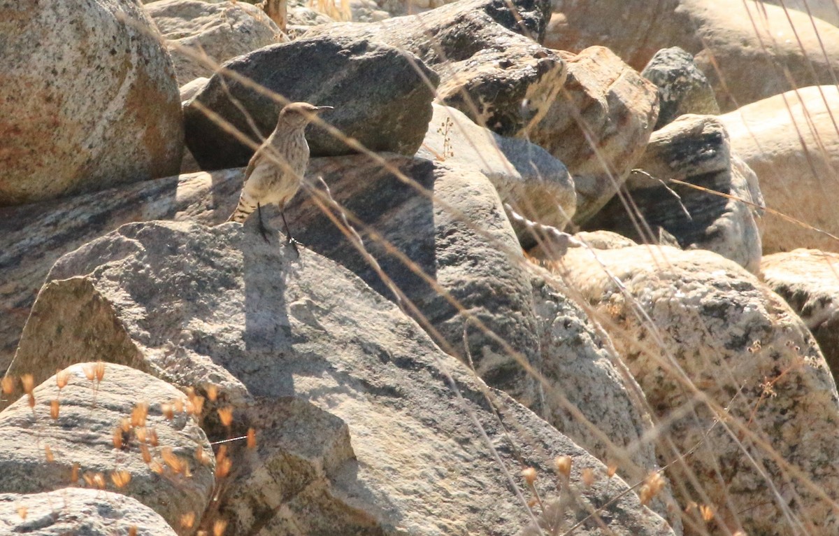 Скальный крапивник - ML63819971