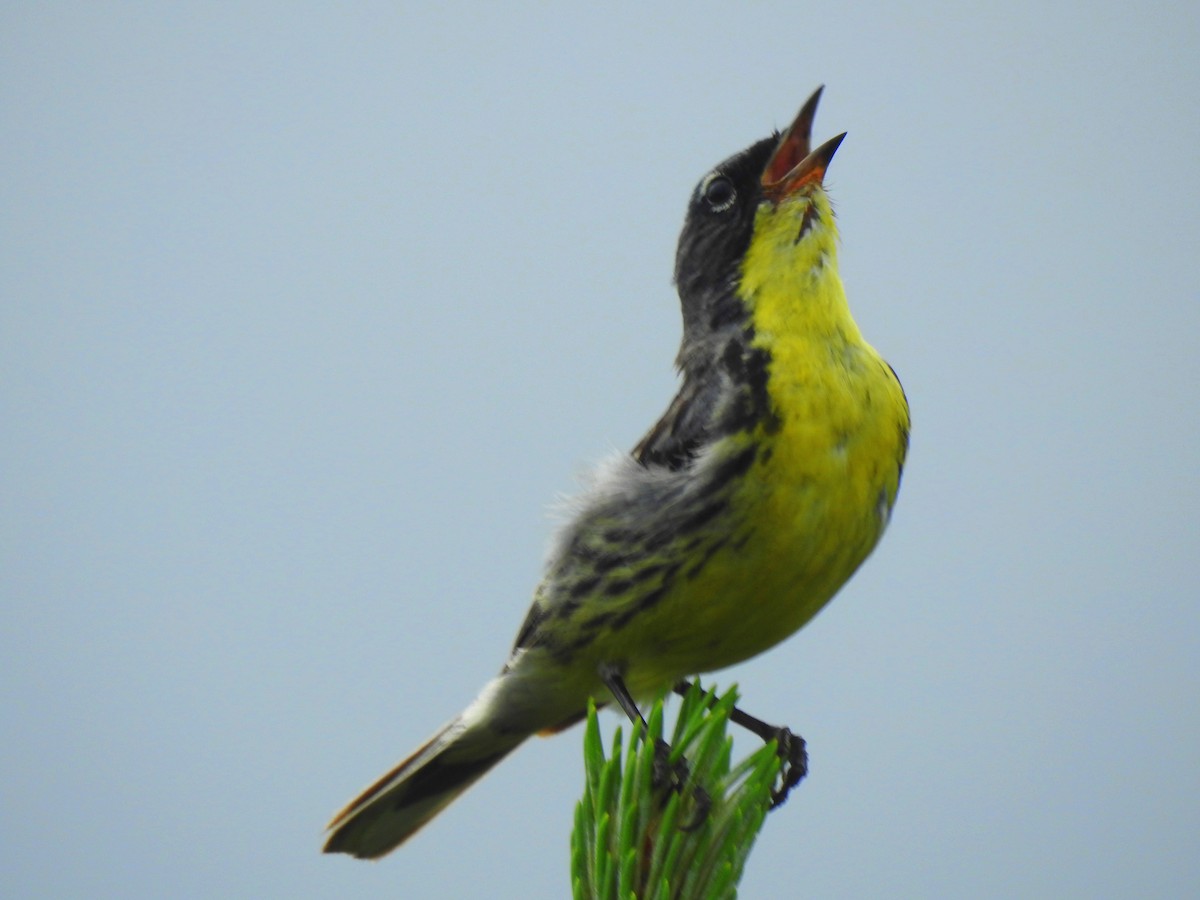 Kirtland's Warbler - ML638199714