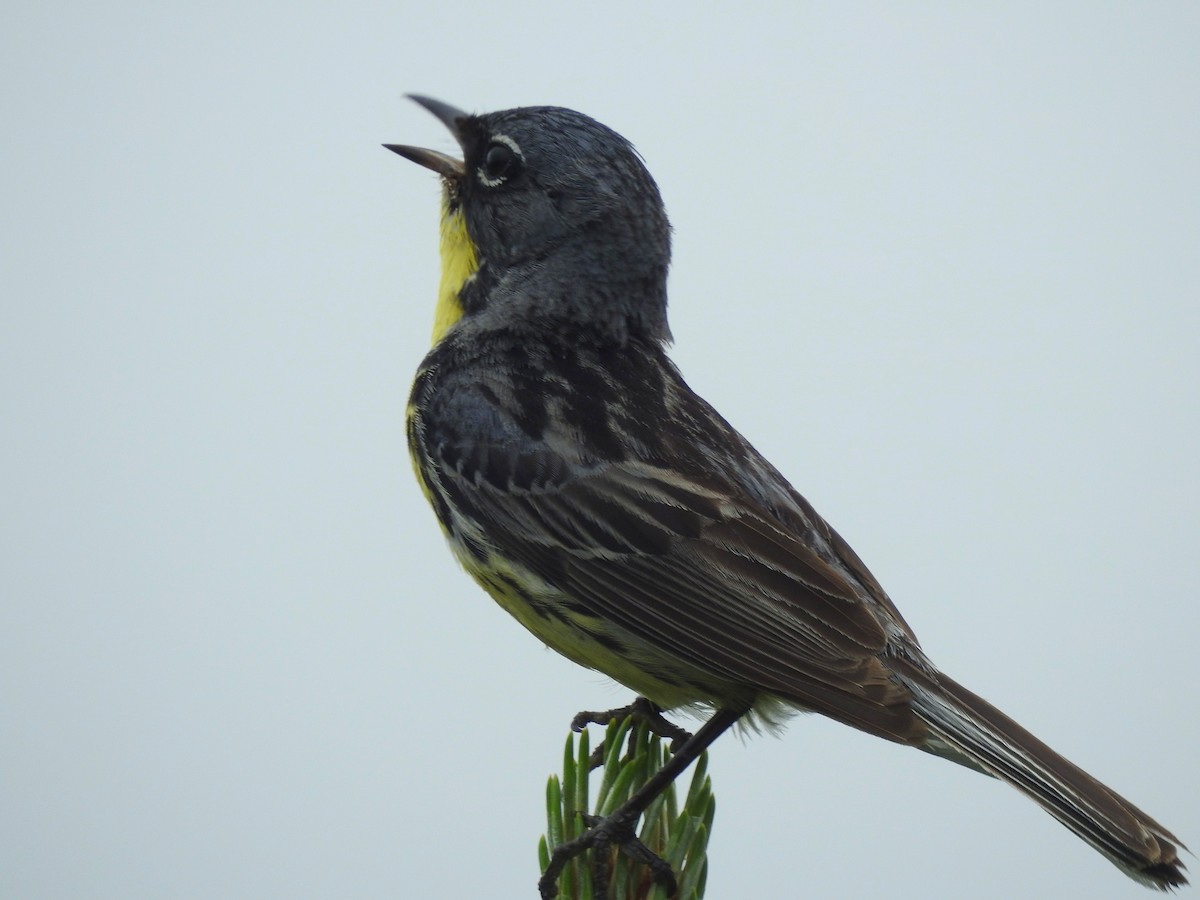 Kirtland's Warbler - ML638199716
