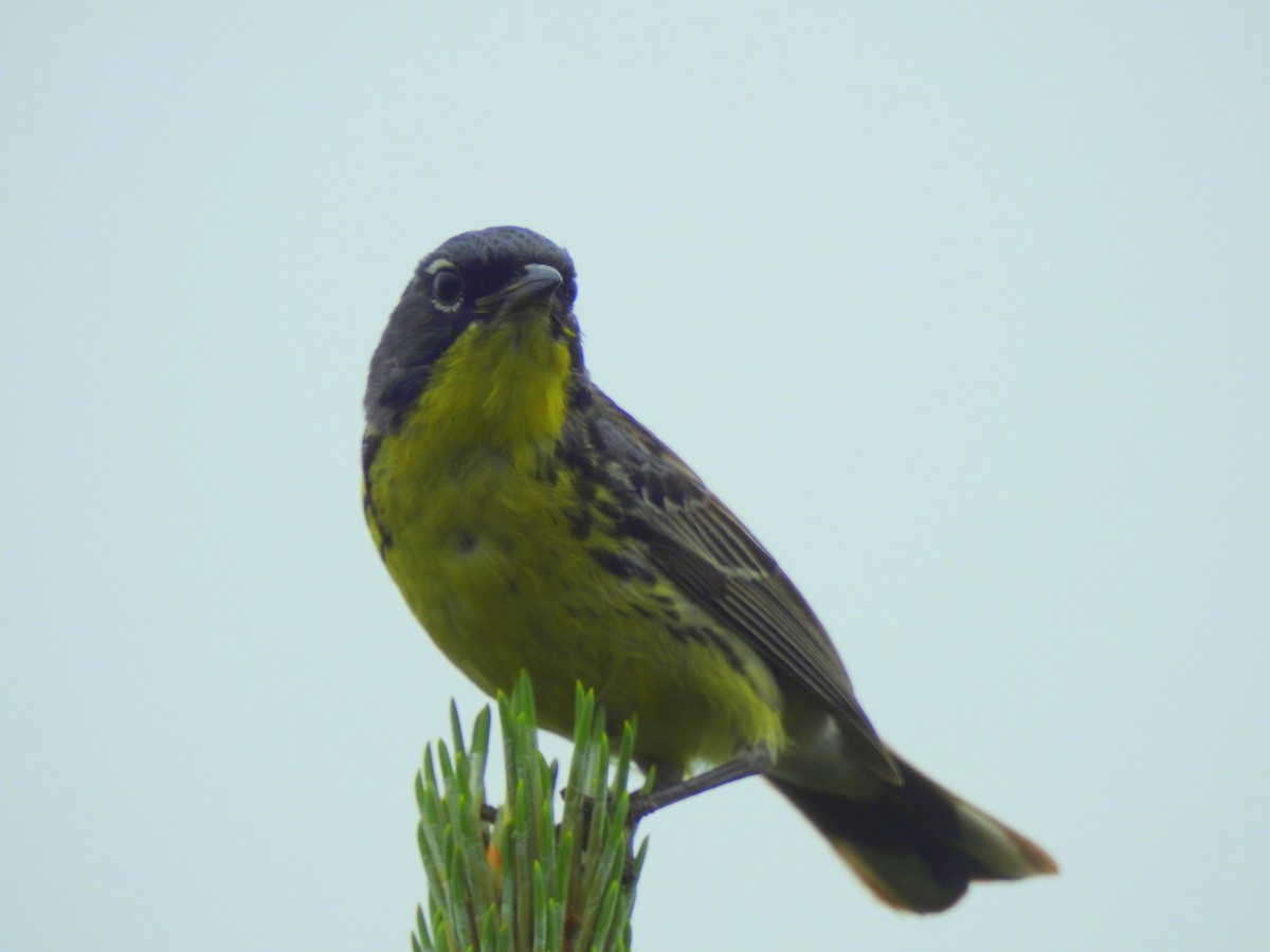 Kirtland's Warbler - ML638199717