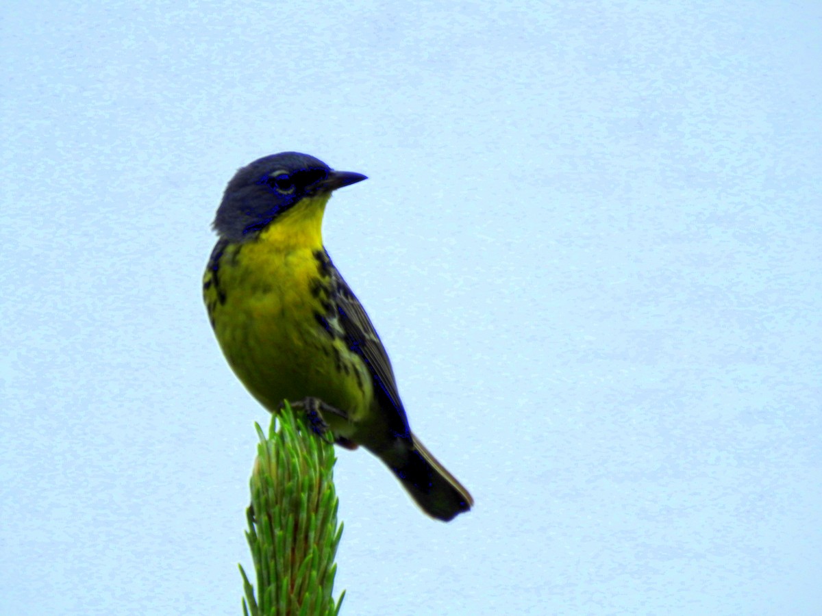 Kirtland's Warbler - ML638199719
