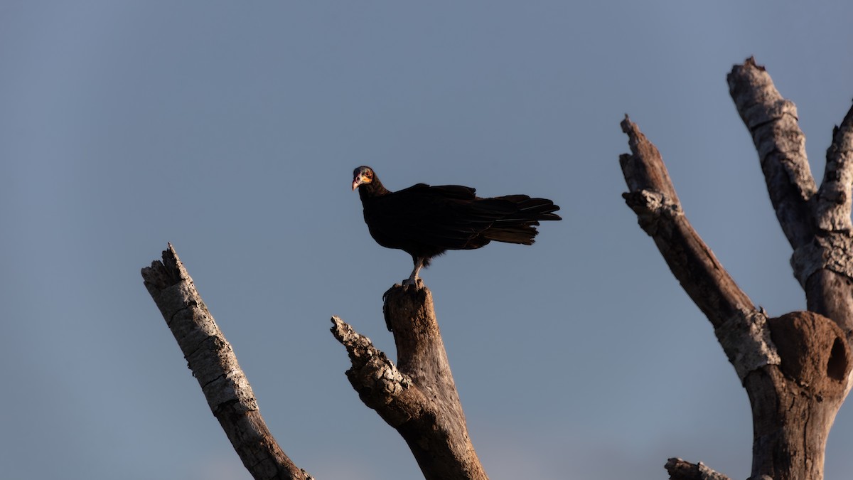 Lesser Yellow-headed Vulture - ML638199720