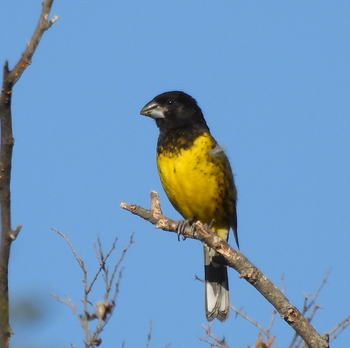 Black-backed Grosbeak - ML638199726