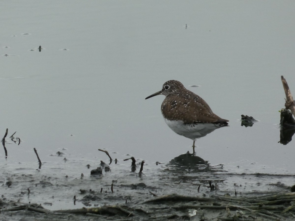 Solitary Sandpiper - ML638199727