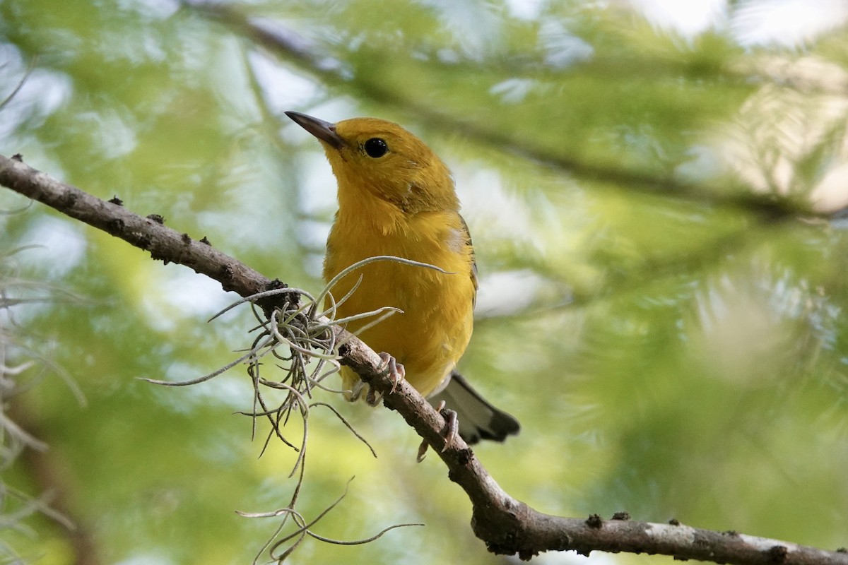 Prothonotary Warbler - ML638199729
