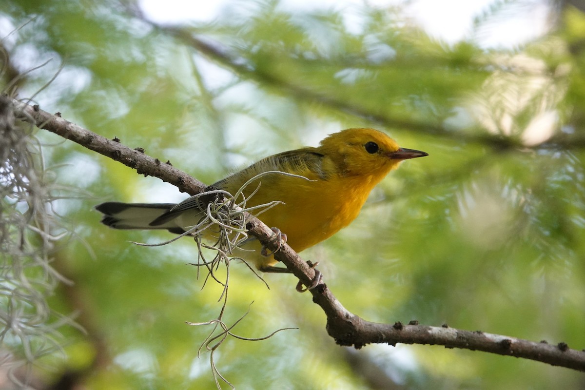 Prothonotary Warbler - ML638199730