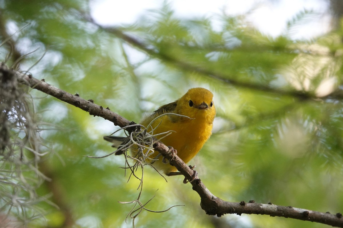 Prothonotary Warbler - ML638199731