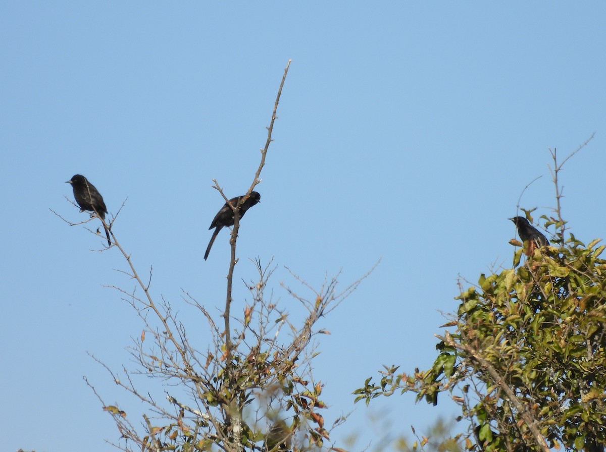 Variable Oriole - ML638199735