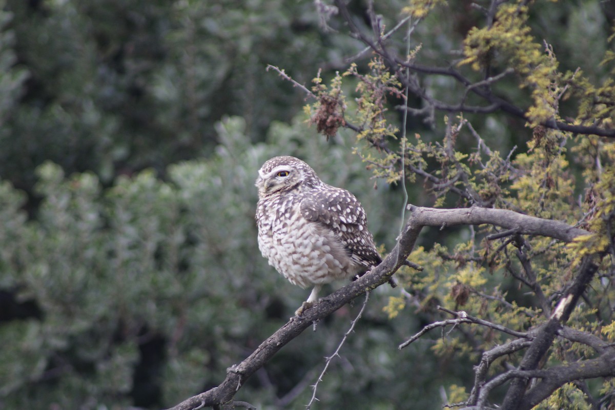 Burrowing Owl - ML638199840