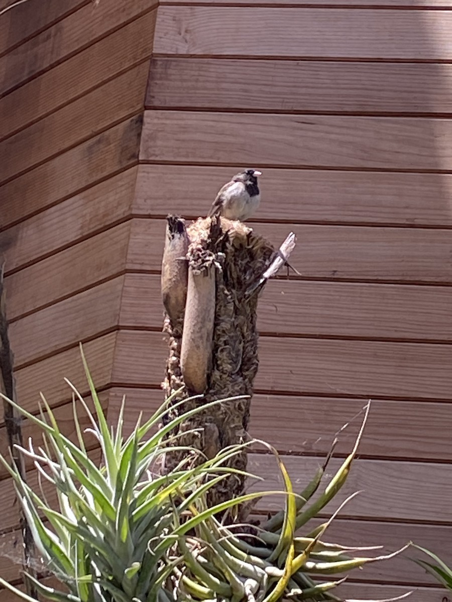 Dark-eyed Junco - ML638199866