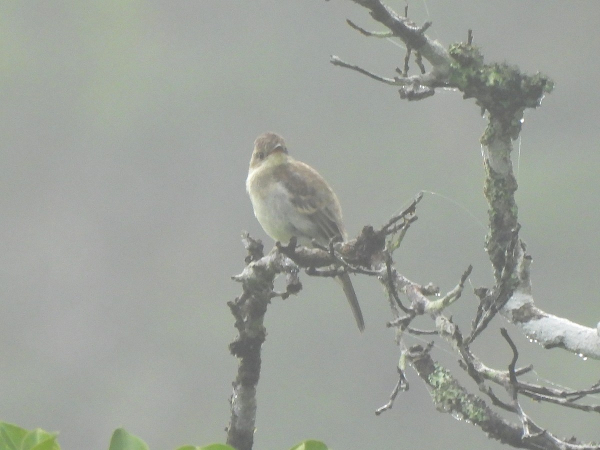 Northern Tropical Pewee - ML638199895