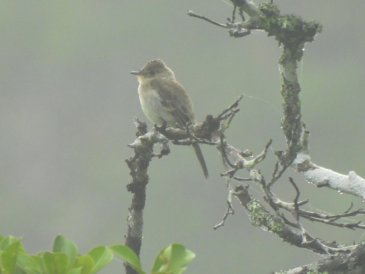 Northern Tropical Pewee - ML638199896