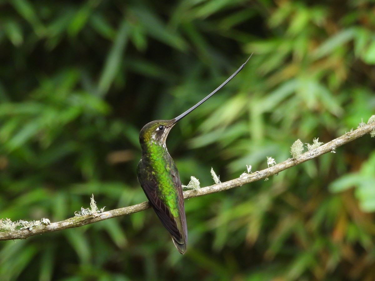 Sword-billed Hummingbird - ML638199903