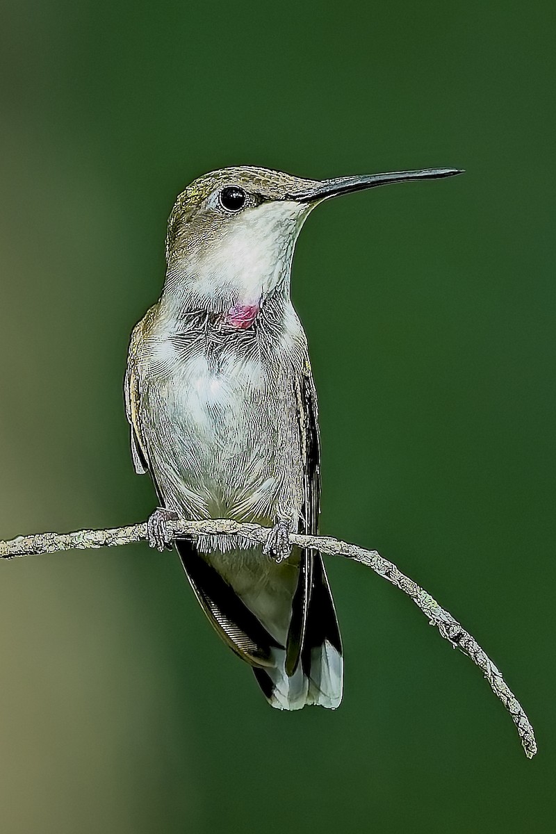 Ruby-throated Hummingbird - ML638199906